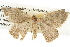  ( - BIOUG09010-D04)  @13 [ ] CreativeCommons - Attribution (2013) CBG Photography Group Centre for Biodiversity Genomics