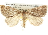  ( - BIOUG09010-D06)  @13 [ ] CreativeCommons - Attribution (2013) CBG Photography Group Centre for Biodiversity Genomics