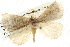  ( - BIOUG09010-D09)  @13 [ ] CreativeCommons - Attribution (2013) CBG Photography Group Centre for Biodiversity Genomics