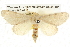 (Homospora rhodoscopa - BIOUG09010-E06)  @15 [ ] CreativeCommons - Attribution (2013) CBG Photography Group Centre for Biodiversity Genomics