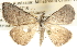  ( - BIOUG09010-H05)  @14 [ ] CreativeCommons - Attribution (2013) CBG Photography Group Centre for Biodiversity Genomics