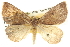  (Amelora ceraunia - BIOUG09010-H11)  @14 [ ] CreativeCommons - Attribution (2013) CBG Photography Group Centre for Biodiversity Genomics