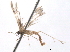  ( - BIOUG09011-G03)  @12 [ ] CreativeCommons - Attribution (2013) CBG Photography Group Centre for Biodiversity Genomics