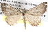  ( - BIOUG09012-A01)  @14 [ ] CreativeCommons - Attribution (2013) CBG Photography Group Centre for Biodiversity Genomics