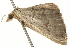  ( - BIOUG09012-C01)  @13 [ ] CreativeCommons - Attribution (2013) CBG Photography Group Centre for Biodiversity Genomics