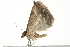  ( - BIOUG09012-D05)  @13 [ ] CreativeCommons - Attribution (2013) CBG Photography Group Centre for Biodiversity Genomics