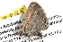  ( - BIOUG11096-A01)  @13 [ ] CreativeCommons - Attribution (2014) CBG Photography Group Centre for Biodiversity Genomics