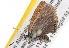  ( - BIOUG11096-B02)  @13 [ ] CreativeCommons - Attribution (2014) CBG Photography Group Centre for Biodiversity Genomics