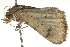  ( - BIOUG11096-B07)  @13 [ ] CreativeCommons - Attribution (2014) CBG Photography Group Centre for Biodiversity Genomics