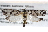  ( - BIOUG11096-F05)  @13 [ ] CreativeCommons - Attribution (2014) CBG Photography Group Centre for Biodiversity Genomics