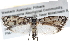  ( - BIOUG11096-F07)  @14 [ ] CreativeCommons - Attribution (2014) CBG Photography Group Centre for Biodiversity Genomics