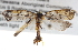  ( - BIOUG11096-F08)  @13 [ ] CreativeCommons - Attribution (2014) CBG Photography Group Centre for Biodiversity Genomics