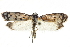  ( - BIOUG11096-F10)  @13 [ ] CreativeCommons - Attribution (2014) CBG Photography Group Centre for Biodiversity Genomics