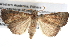  ( - BIOUG11096-G04)  @14 [ ] CreativeCommons - Attribution (2014) CBG Photography Group Centre for Biodiversity Genomics