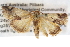  ( - BIOUG11096-G07)  @13 [ ] CreativeCommons - Attribution (2014) CBG Photography Group Centre for Biodiversity Genomics
