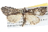  ( - BIOUG11097-B01)  @14 [ ] CreativeCommons - Attribution (2014) CBG Photography Group Centre for Biodiversity Genomics