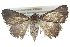  ( - BIOUG11097-C05)  @14 [ ] CreativeCommons - Attribution (2014) CBG Photography Group Centre for Biodiversity Genomics