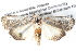  ( - BIOUG11097-C09)  @14 [ ] CreativeCommons - Attribution (2014) CBG Photography Group Centre for Biodiversity Genomics