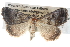  ( - BIOUG11097-C11)  @13 [ ] CreativeCommons - Attribution (2014) CBG Photography Group Centre for Biodiversity Genomics