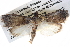  ( - BIOUG11097-C12)  @13 [ ] CreativeCommons - Attribution (2014) CBG Photography Group Centre for Biodiversity Genomics