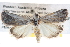  (Hopetounia carda - BIOUG11097-D01)  @15 [ ] CreativeCommons - Attribution (2014) CBG Photography Group Centre for Biodiversity Genomics