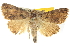  ( - BIOUG11097-E01)  @14 [ ] CreativeCommons - Attribution (2014) CBG Photography Group Centre for Biodiversity Genomics