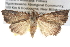 ( - BIOUG11097-E06)  @14 [ ] CreativeCommons - Attribution (2014) CBG Photography Group Centre for Biodiversity Genomics
