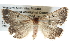  (Acantholipes EF01 - BIOUG11097-F08)  @14 [ ] CreativeCommons - Attribution (2014) CBG Photography Group Centre for Biodiversity Genomics