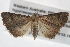  ( - BIOUG11097-G04)  @13 [ ] CreativeCommons - Attribution (2014) CBG Photography Group Centre for Biodiversity Genomics