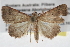  ( - BIOUG11097-G06)  @13 [ ] CreativeCommons - Attribution (2014) CBG Photography Group Centre for Biodiversity Genomics