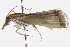  ( - BIOUG11098-G01)  @13 [ ] CreativeCommons - Attribution (2014) CBG Photography Group Centre for Biodiversity Genomics