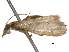 ( - BIOUG11099-B08)  @13 [ ] CreativeCommons - Attribution (2014) CBG Photography Group Centre for Biodiversity Genomics