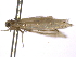  ( - BIOUG11099-D06)  @13 [ ] CreativeCommons - Attribution (2014) CBG Photography Group Centre for Biodiversity Genomics