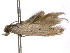  ( - BIOUG11099-E11)  @13 [ ] CreativeCommons - Attribution (2014) CBG Photography Group Centre for Biodiversity Genomics