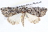  ( - BIOUG11880-B07)  @12 [ ] CreativeCommons - Attribution (2014) CBG Photography Group Centre for Biodiversity Genomics