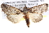  ( - BIOUG11880-C10)  @14 [ ] CreativeCommons - Attribution (2014) CBG Photography Group Centre for Biodiversity Genomics