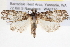  ( - BIOUG11880-C11)  @11 [ ] CreativeCommons - Attribution (2014) CBG Photography Group Centre for Biodiversity Genomics