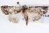  ( - BIOUG11880-D03)  @13 [ ] CreativeCommons - Attribution (2014) CBG Photography Group Centre for Biodiversity Genomics