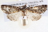  ( - BIOUG11880-D05)  @14 [ ] CreativeCommons - Attribution (2014) CBG Photography Group Centre for Biodiversity Genomics