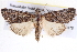  ( - BIOUG11880-D07)  @15 [ ] CreativeCommons - Attribution (2014) CBG Photography Group Centre for Biodiversity Genomics