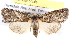  ( - BIOUG11880-D09)  @15 [ ] CreativeCommons - Attribution (2014) CBG Photography Group Centre for Biodiversity Genomics