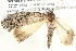  ( - BIOUG11880-E01)  @12 [ ] CreativeCommons - Attribution (2014) CBG Photography Group Centre for Biodiversity Genomics