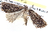  ( - BIOUG11880-E09)  @12 [ ] CreativeCommons - Attribution (2014) CBG Photography Group Centre for Biodiversity Genomics