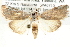  ( - BIOUG11880-E12)  @15 [ ] CreativeCommons - Attribution (2014) CBG Photography Group Centre for Biodiversity Genomics