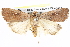  ( - BIOUG11880-F06)  @15 [ ] CreativeCommons - Attribution (2014) CBG Photography Group Centre for Biodiversity Genomics