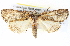  (Prorocopis sp. ANIC10 - BIOUG11880-F08)  @15 [ ] CreativeCommons - Attribution (2014) CBG Photography Group Centre for Biodiversity Genomics