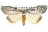  ( - BIOUG11880-F09)  @14 [ ] CreativeCommons - Attribution (2014) CBG Photography Group Centre for Biodiversity Genomics