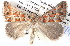  ( - BIOUG11880-G11)  @14 [ ] CreativeCommons - Attribution (2014) CBG Photography Group Centre for Biodiversity Genomics