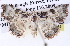  ( - BIOUG11880-H11)  @14 [ ] CreativeCommons - Attribution (2014) CBG Photography Group Centre for Biodiversity Genomics
