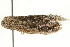 ( - BIOUG12056-B06)  @12 [ ] CreativeCommons - Attribution (2014) CBG Photography Group Centre for Biodiversity Genomics
